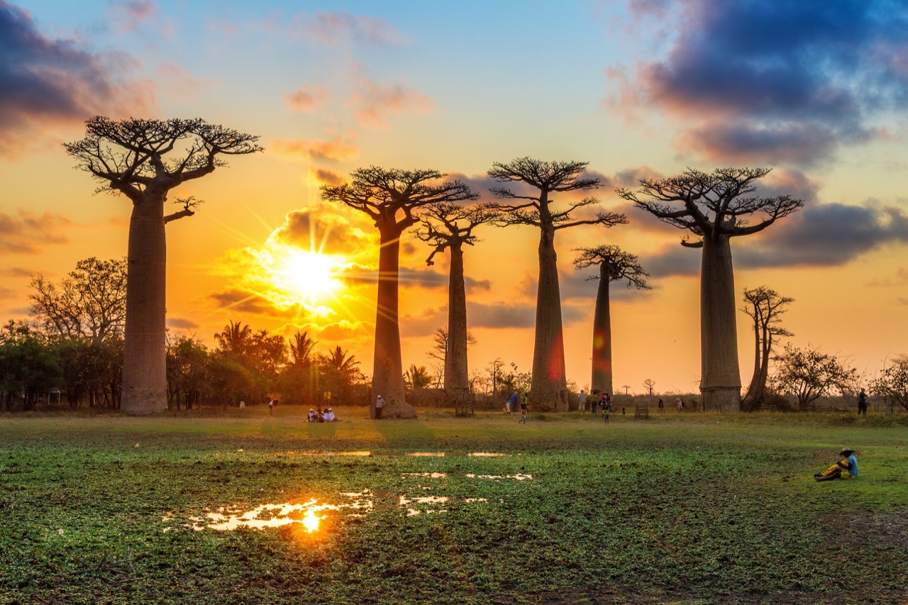 Ogromne baobaby zdobią krajobraz Madagaskaru.