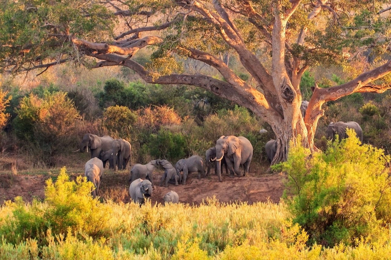 Stado słoni w Parku Krugera.