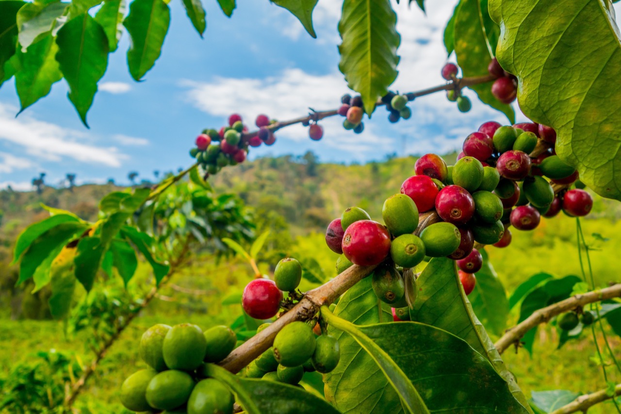 Bezkres kawowych plantacji daje do myślenia, ile kosztuje kawa. Ile kosztuje Ziemię...
