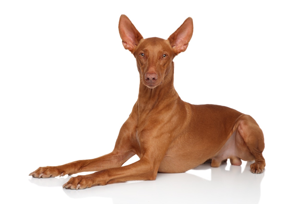 Pies faraona to jedna z najstarszych ras psów.