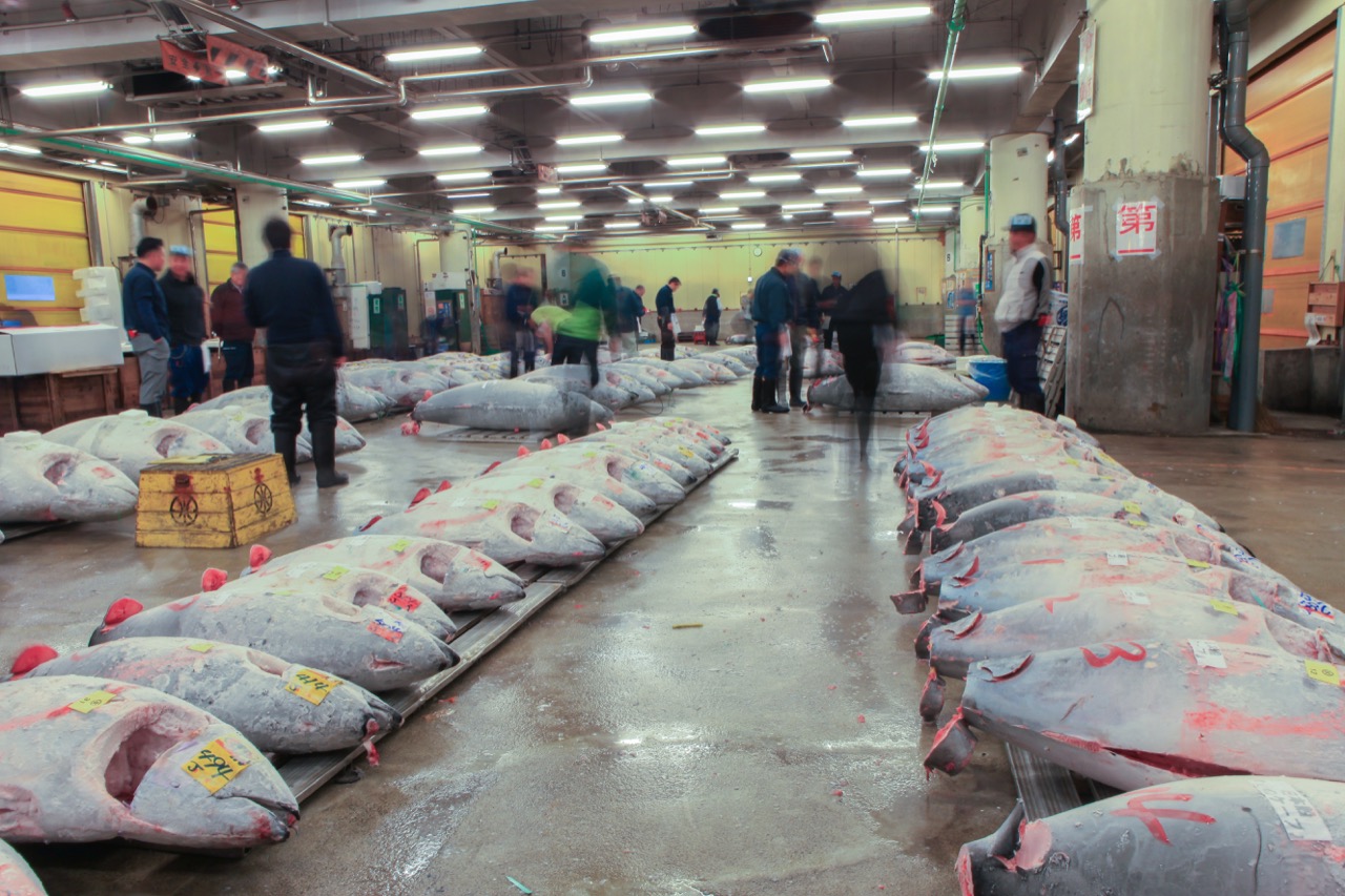 Tuńczyk błękitnopłetwy to wielka ryba i smakowity kąsek dla koneserów japońskiej kuchni. / Foto: StockStudio / Shutterstock Inc.