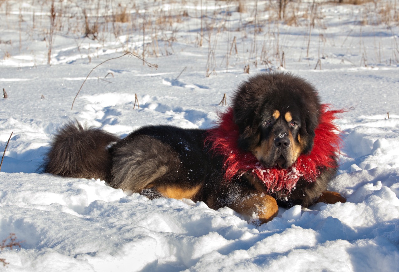 Śnieg i mróz są mu niestraszne. W końcu to wielkie pies z Tybetu.