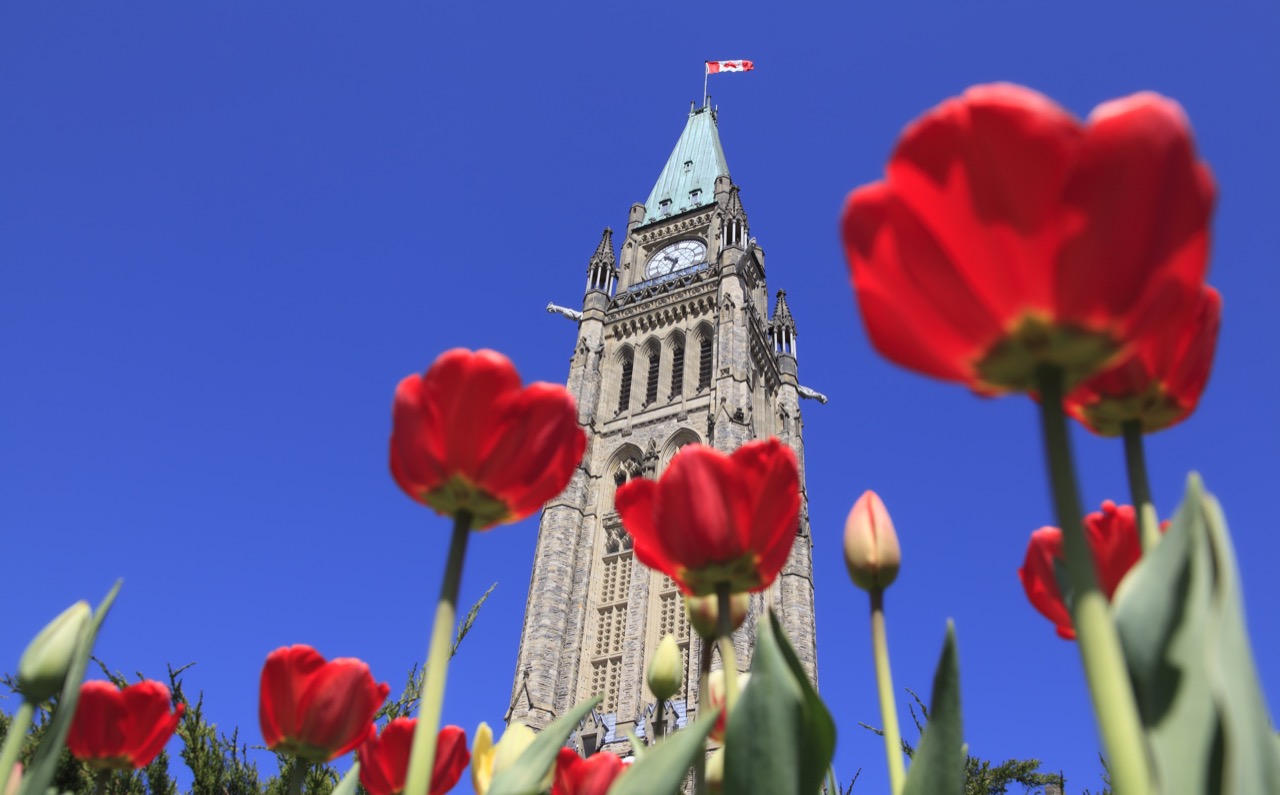 Parlament Ottawy w maju zyskuje tulipanowe otoczenie. W tym roku będzie ich ponad milion!